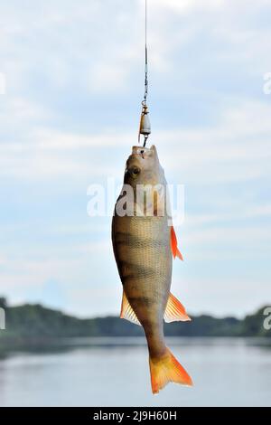 Pesce persico catturato su uno spinner Foto Stock