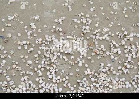 La spiaggia piena di conchiglie bianche a Corbu Romania Foto Stock