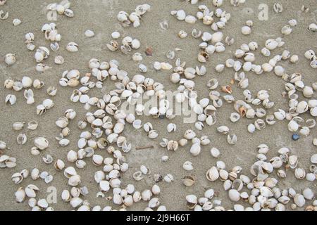 La spiaggia piena di conchiglie bianche a Corbu Romania Foto Stock