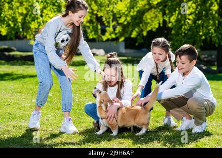 I bambini adolescenti giocano con un cucciolo di corgi su un prato verde in una giornata di sole. Foto Stock