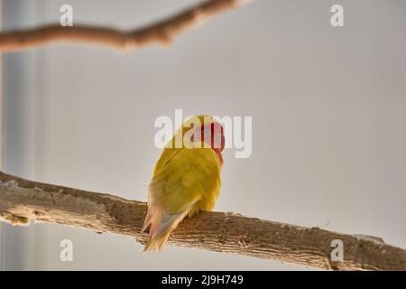 Primo piano di un giallo Lovebird Agapornis Foto Stock