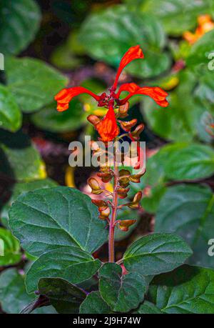 Scutellaria aurata. Giardino botanico Heidelberg, Baden Wuerttemberg, Germania Foto Stock