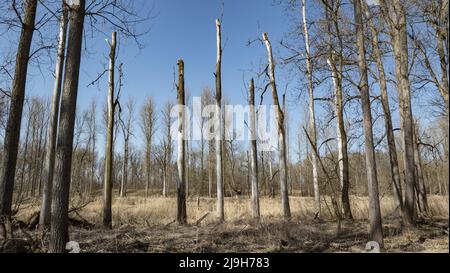 Alberi morti in una foresta di pianura sul Danubio, Baviera, Germania, Europa Foto Stock