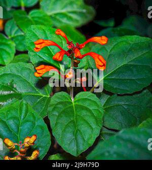 Scutellaria aurata. Giardino botanico Heidelberg, Baden Wuerttemberg, Germania Foto Stock