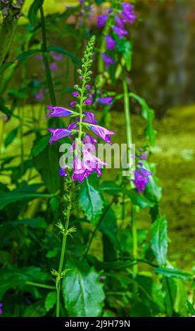 Scutellaria. Giardino botanico Heidelberg, Baden Wuerttemberg, Germania Foto Stock