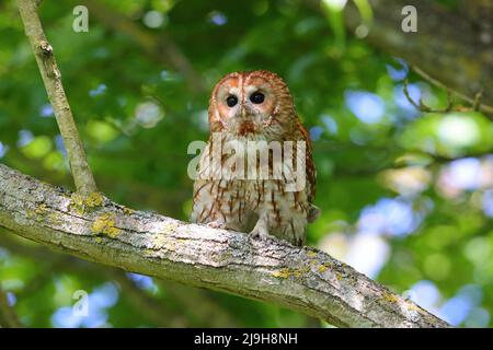 Un adulto Tawny Owl (Strix aluco) in primavera durante il giorno, Inghilterra orientale Foto Stock