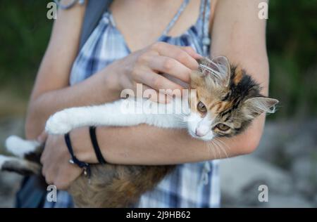 gatto tricolore nelle braccia di una giovane donna irriconoscibile. Animali domestici preferiti. Donna che tiene e accarezza il suo gatto curioso carino Foto Stock