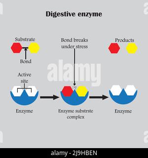 Enzimi che scomporre i composti alimentari nei loro blocchi di base, per facilitare il suo assorbimento nel corpo, e li chiamiamo enzimi digestivi. Illustrazione Vettoriale