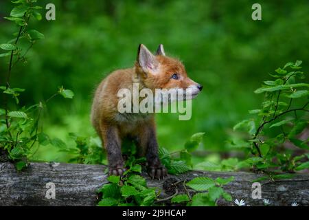 Volpe rossa, volpi volpi, piccolo cucciolo giovane in foresta su un tronco di albero. Graziosi piccoli predatori selvatici in ambiente naturale. Fauna selvatica scena dalla natura Foto Stock