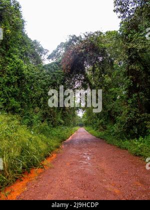 Strada sporca che attraversa il Parco Nazionale di Iguazu, Argentina Foto Stock