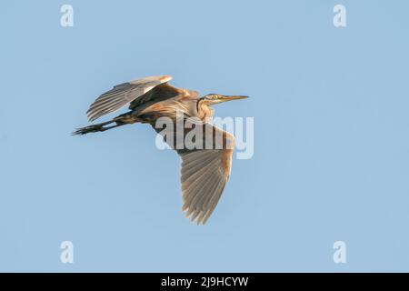 Ardea purpurea, singolo adulto in volo sull'acqua, delta del Danubio, Romania, 27 aprile 2022 Foto Stock