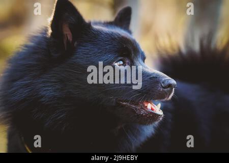 Schipperke cane passeggiate nel parco. Foto Stock