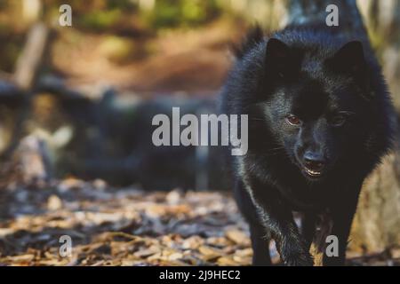 Schipperke cane passeggiate nel parco. Foto Stock