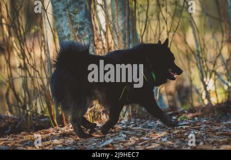 Schipperke cane passeggiate nel parco. Foto Stock