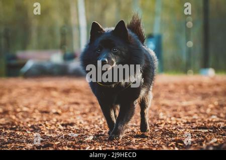 Schipperke cane passeggiate nel parco. Foto Stock