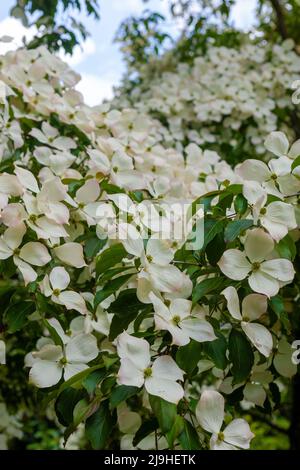 Cornus kousa in fiore pieno a Leonardslee Gardens, West Sussex, Regno Unito Foto Stock