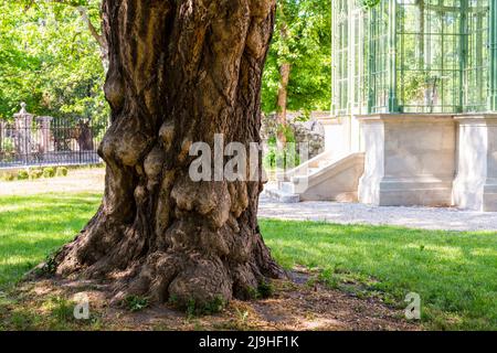 CCA. 170 anni Ginkgo biloba trunk close-up, parco di Lenck-villa, Sopron, Ungheria Foto Stock