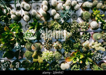 Piante di cactus piccole viste dall'alto Foto Stock