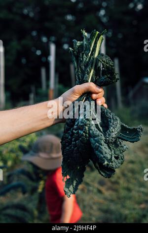 Mano d'uomo che tiene il lattinato kale con il ragazzo sullo sfondo all'orto Foto Stock