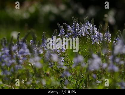 fiori blu delicati in verde fogliame Foto Stock