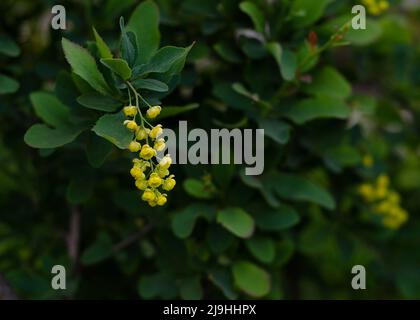 fiori di mirtilli gialli nel giardino Foto Stock