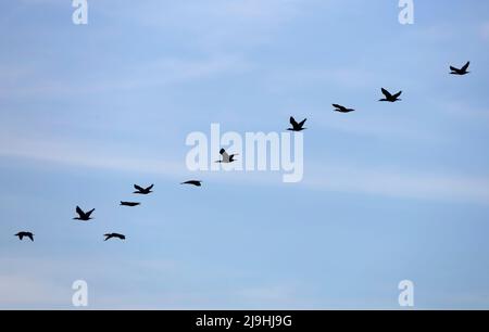 Gregge di cormorani che volano in fila contro il cielo Foto Stock