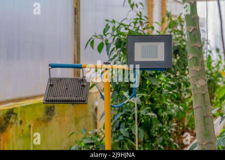 Illuminazione per piante in serra. Luci a LED per piante per la coltivazione e la raccolta di ortaggi ecologici. Foto Stock