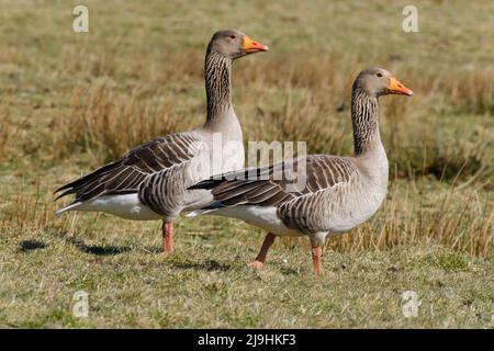 Due oche grigie (Anser anser) all'aperto Foto Stock