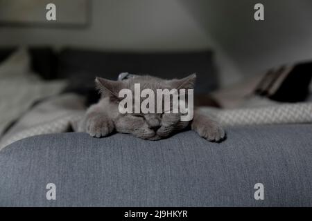 Gatto britannico shorthair che dorme sul divano a casa Foto Stock