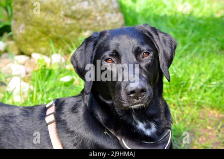 schwarze Labrador Retriever Hündin im Garten, Hessen, Germania. Foto Stock