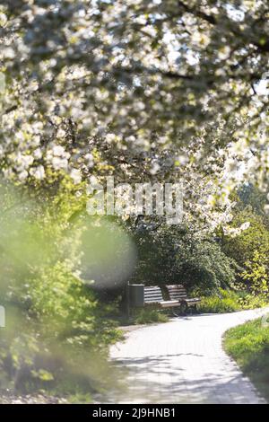 Sentiero e due panchine vuote nel parco primaverile con fiori di ciliegio bianco in primo piano Foto Stock