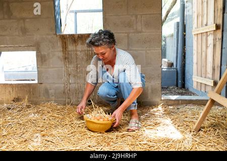 Proprietario di fattoria maturo che raccoglie le uova in ciotola dalla coop di pollo Foto Stock