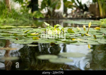 Foglie verdi di ninfee galleggianti sullo stagno Foto Stock