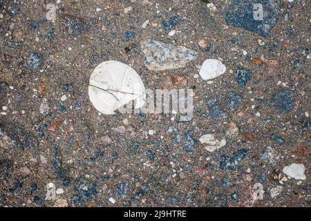 Tessuto di asfalto vecchio hackneyed. Sassi bluastri esposti che sbucciano dallo spessore dell'asfalto. Foto Stock