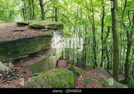 Muschio coperto rocce da alberi a Felsenmeer nella Foresta Palatinato, Germania Foto Stock