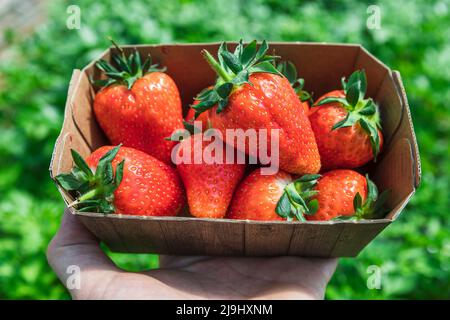 Fragole biologiche appena raccolte in cartone presso la fattoria Foto Stock