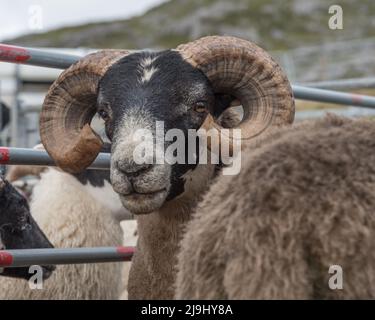 Cheviot RAM pedigree con corna in contenitore Foto Stock