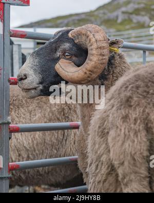 Cheviot RAM pedigree con corna in contenitore Foto Stock