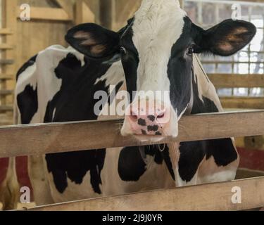 Vacca Holstein amichevole guardando oltre stalla in fienile Foto Stock