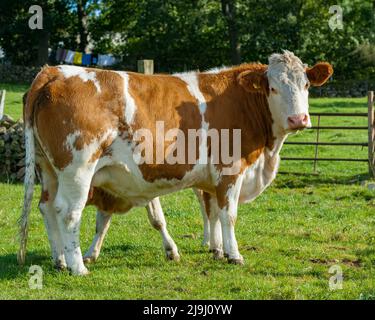 Mucca madre con vitello grande in piedi dietro Foto Stock