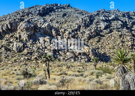 L'albero unico di Joshua con il suo tronco bearded e foglie spiky nelle rocce e massi del Parco Nazionale di Joshua Tree, nel deserto di Mojave, CA Foto Stock