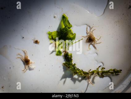 Bellissimi piccoli granchi di ragno d'acqua dolce (Amarinus lacustris) trovati in un estuario del fiume. Sono circa dito-chiodo dimensionato (1cm o meno carapace). Foto Stock