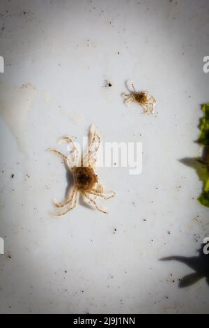 Bellissimi piccoli granchi di ragno d'acqua dolce (Amarinus lacustris) trovati in un estuario del fiume. Sono circa dito-chiodo dimensionato (1cm o meno carapace). Foto Stock