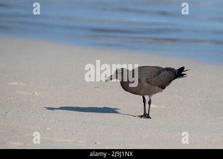 Ecuador, Galapagos, Isola di Santa Cruz, Spiaggia di Bachas. Gabbiano di Franklin (SELVAGGIO: Larus pixcan) Foto Stock