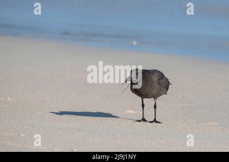 Ecuador, Galapagos, Isola di Santa Cruz, Spiaggia di Bachas. Gabbiano di Franklin (SELVAGGIO: Larus pixcan) Foto Stock