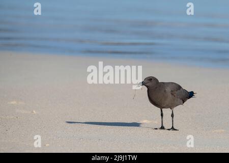 Ecuador, Galapagos, Isola di Santa Cruz, Spiaggia di Bachas. Gabbiano di Franklin (SELVAGGIO: Larus pixcan) Foto Stock