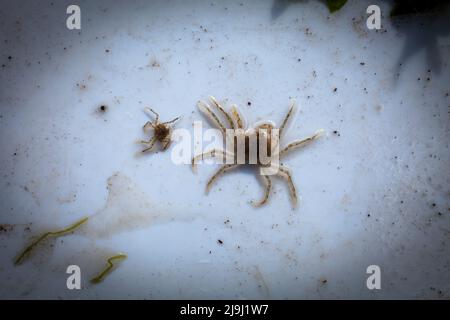 Bellissimi piccoli granchi di ragno d'acqua dolce (Amarinus lacustris) trovati in un estuario del fiume. Sono circa dito-chiodo dimensionato (1cm o meno carapace). Foto Stock