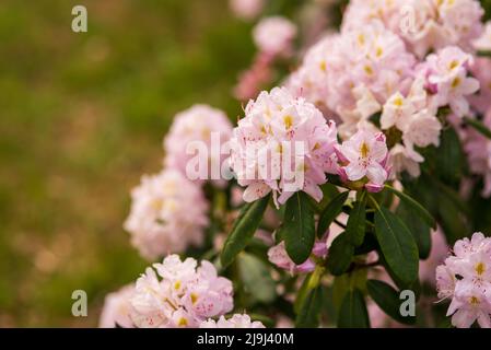 fiore delicato boccioli rosa di rododendro nel giardino di primavera Foto Stock