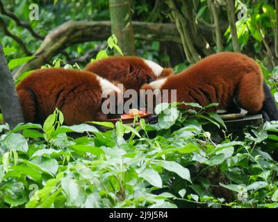Il lemure rosso ruffato : il lemure rosso ruffato (Varecia rubra) è una delle due specie del genere Varecia, i lemuri ruffati; l'altra è il nero-e-whit Foto Stock