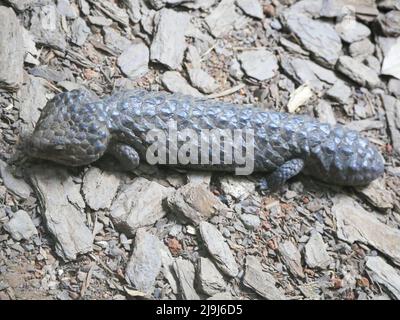 Skink Lizard di Shingleback : Tiliqua rugosa, più comunemente conosciuta come la lucertola di zard di shingleback o lucertola di bobtail. È conosciuto comunemente come il shingleback o. Foto Stock